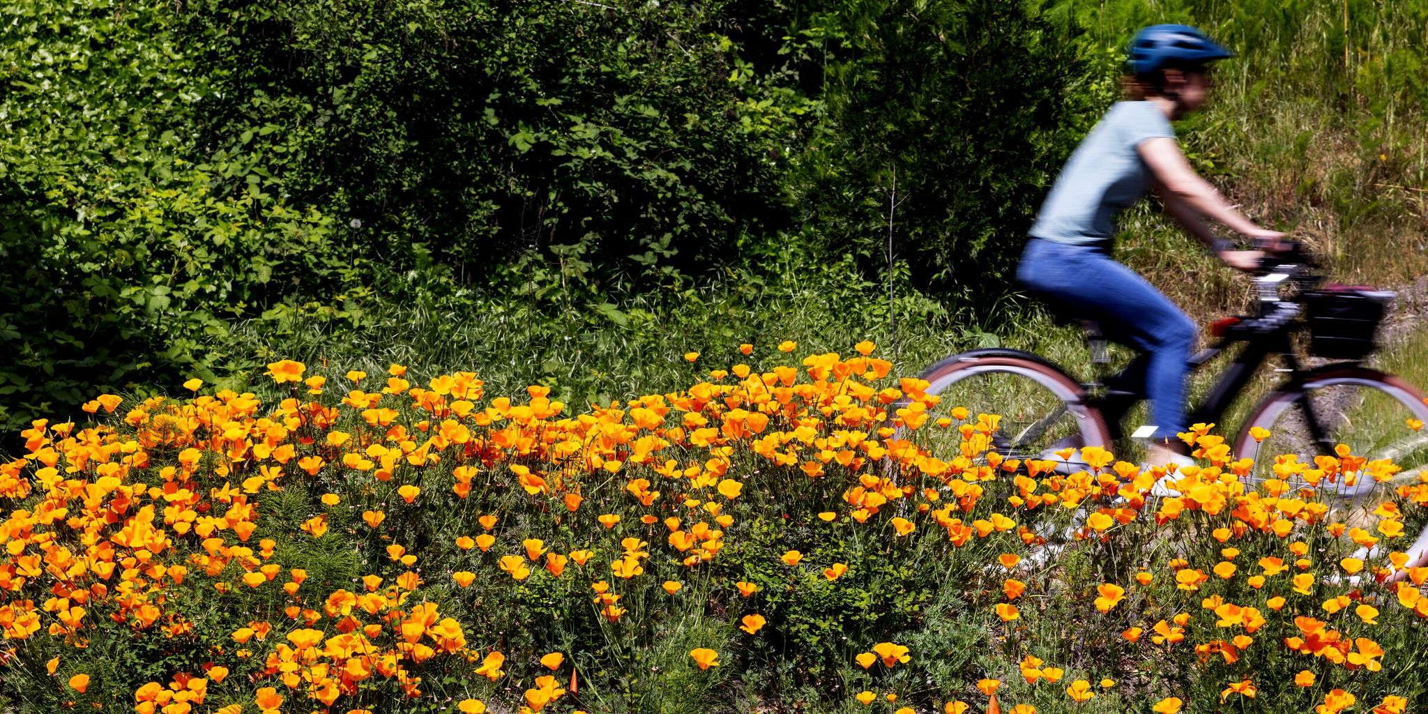 A cyclist cruises by an abundance of California poppies along the Burke-Gilman Trail near Gas Works Park in Seattle. (Ken Lambert / The Seattle Times)