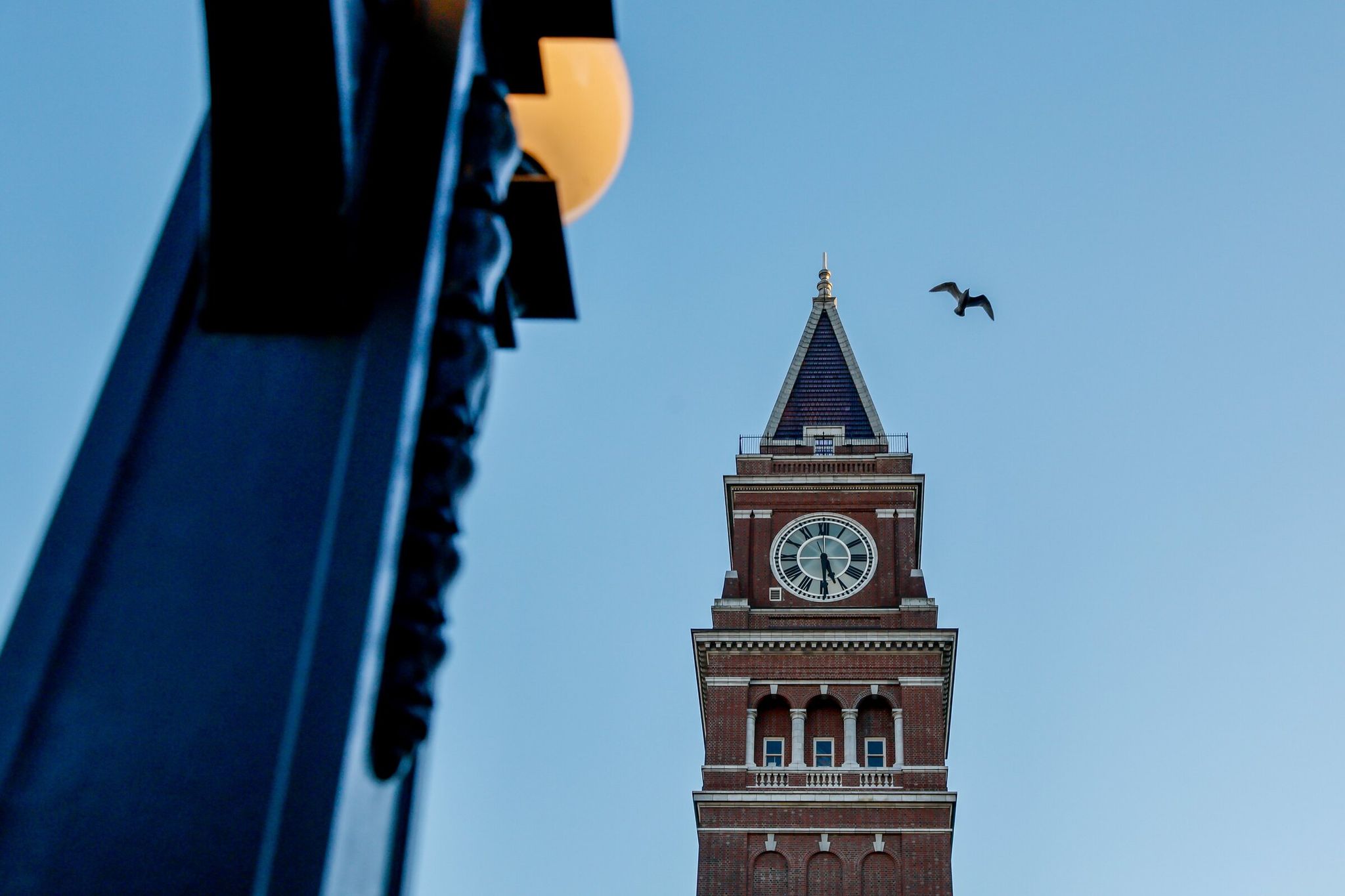 A seagull soars past the King Street Station clock tower in Seattle. (Jennifer Buchanan / The Seattle Times, 2023)