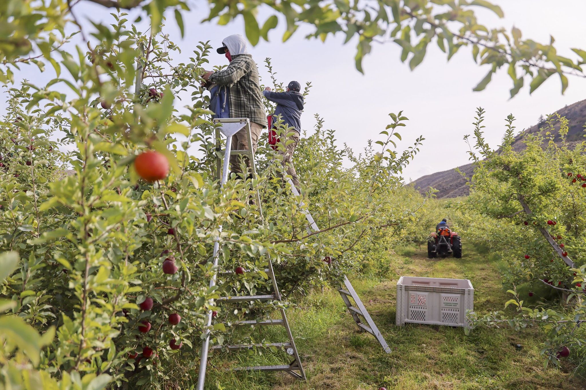 Orchard workers pick Cosmic Crisp apples at Thornton Farms in Tonasket on Oct. 2, 2025. (Kevin Clark / The Seattle Times)