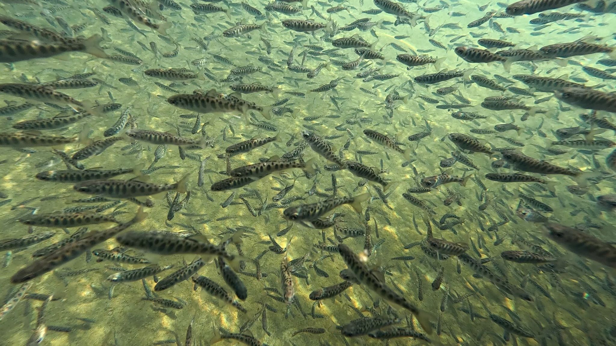 Young chinook swim at the Levi George Spring Chinook Facility in Cle Elum, Kittitas County, in April. The fish passage facilities at Cle Elum are expected to boost numbers of reintroduced sockeye, as well as chinook and other species. (Erika Schultz / The Seattle Times)