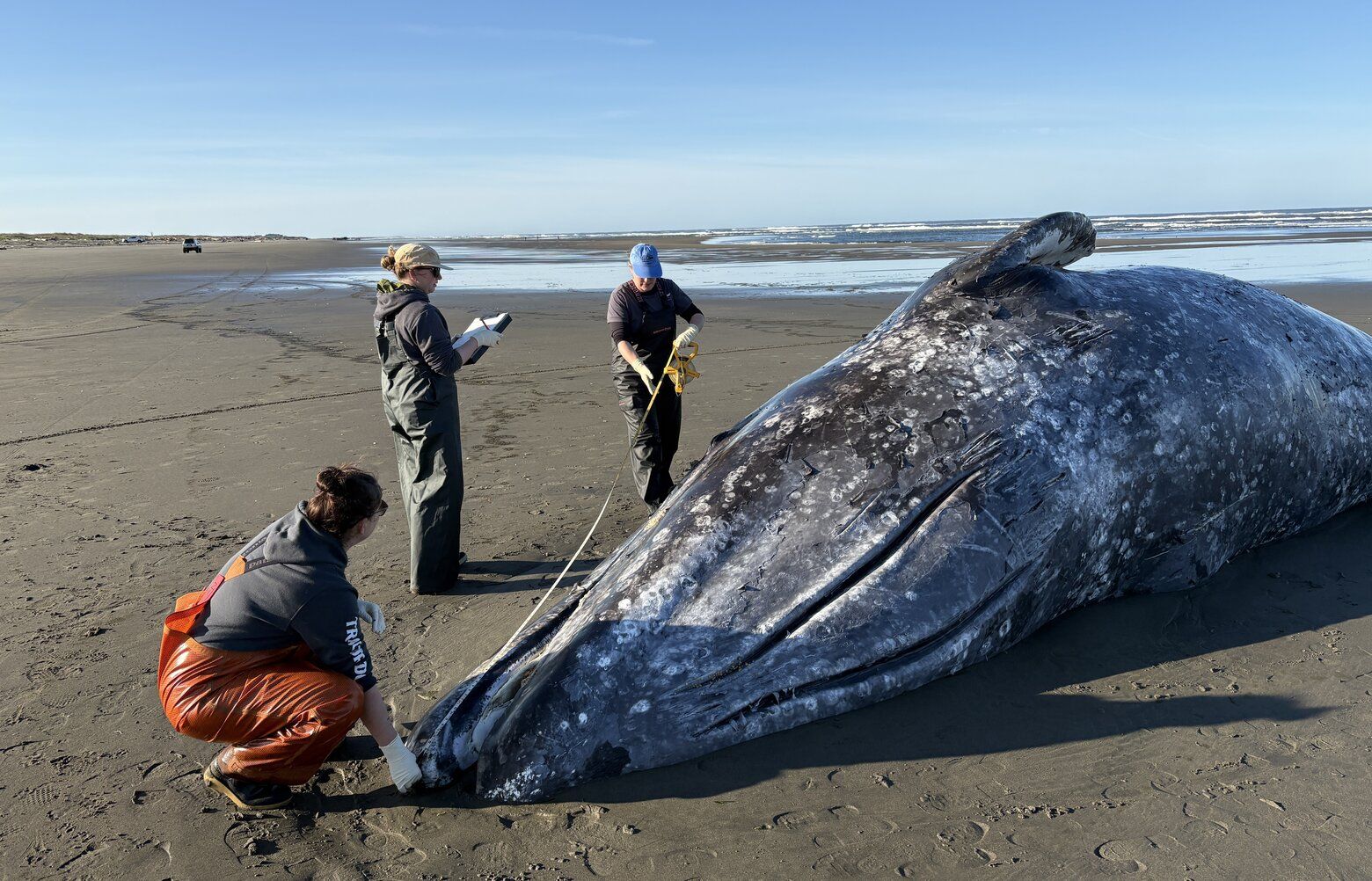 Gray whales are declining at an alarming rate. Why? | The Seattle