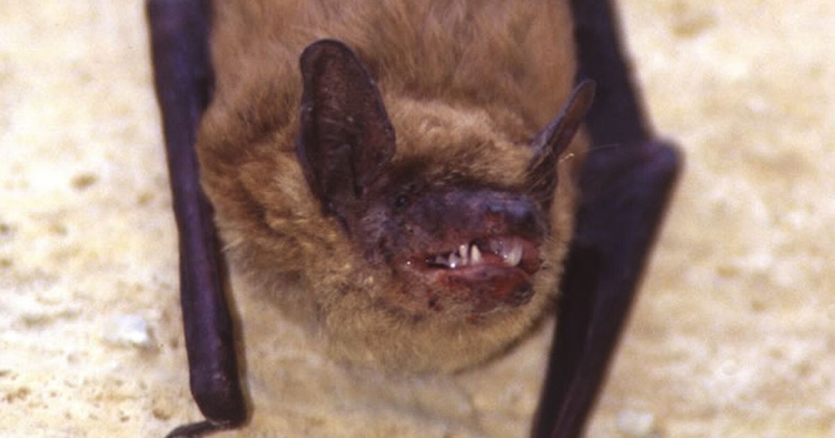Three people exposed to rabid bat in Snohomish County - The Seattle Times