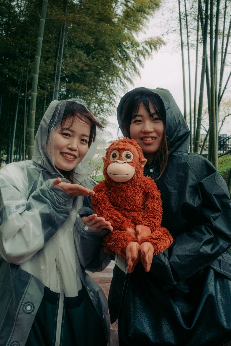 Punch, the lonely monkey, is growing up. He's still a star. | The Seattle Times