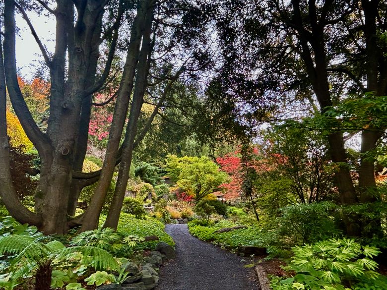 Gardening under trees: A privilege, not a problem | The Seattle Times