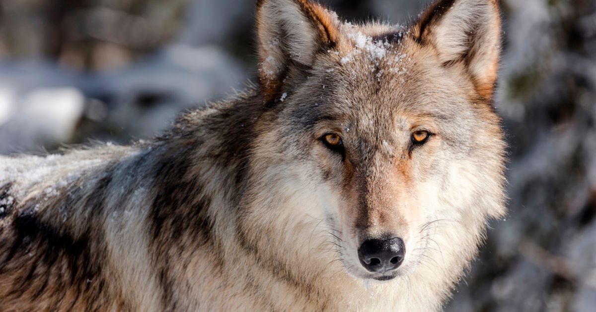 Wyoming cuts wolf hunt in half to buoy Yellowstone region’s disease-depleted population