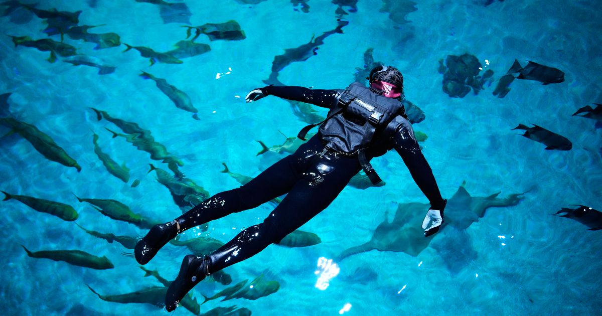 Injured US military veterans find relief and awe swimming with a whale shark at Georgia Aquarium