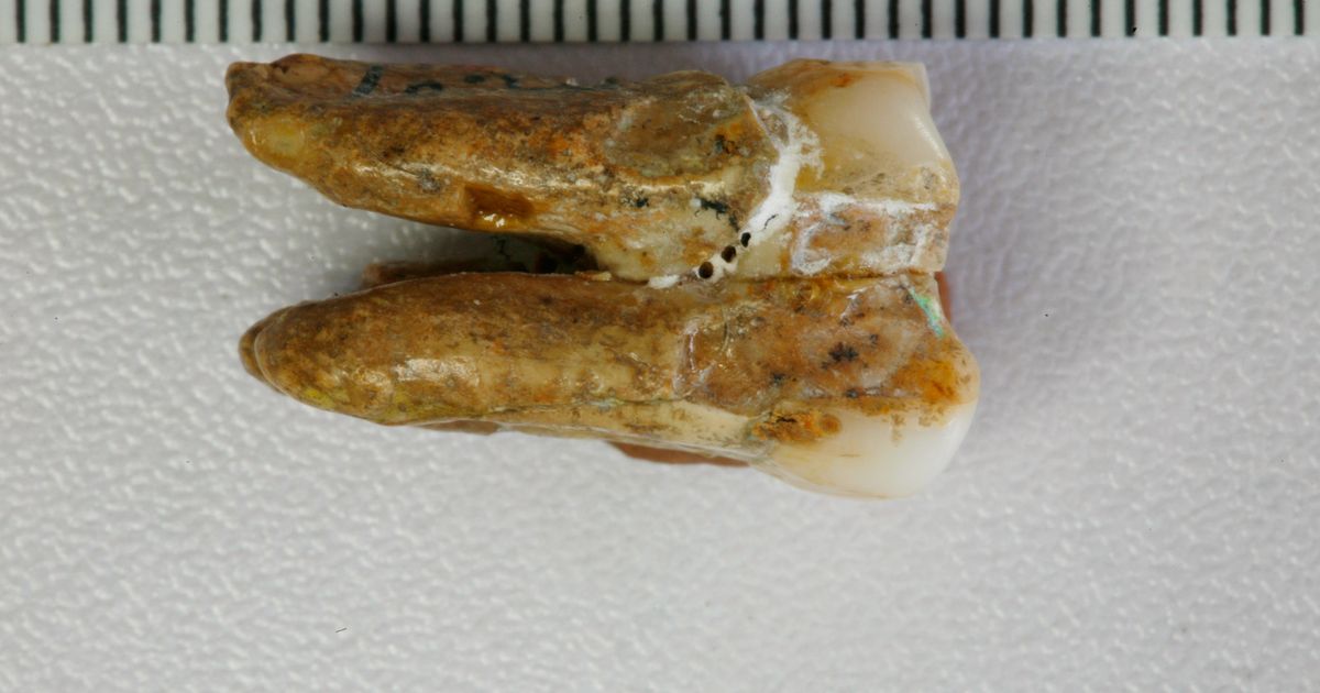 Ancient teeth hint at canoodling between early human relatives