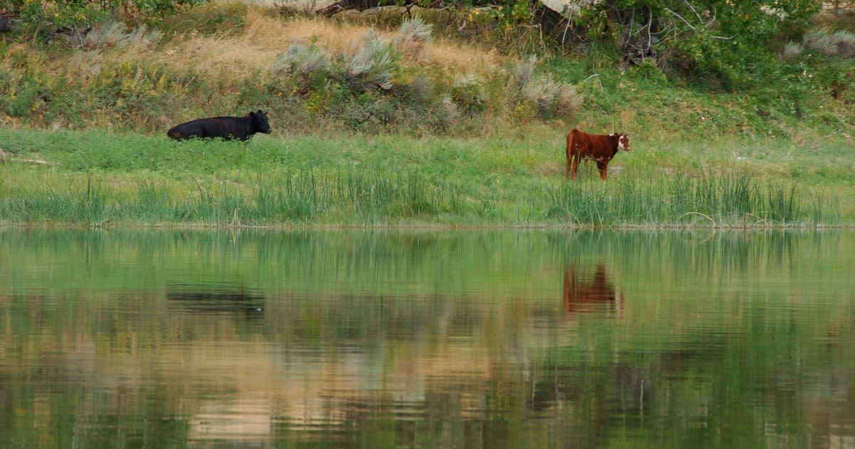 Trump administration cancels rule that made conservation a ‘use’ of public lands
