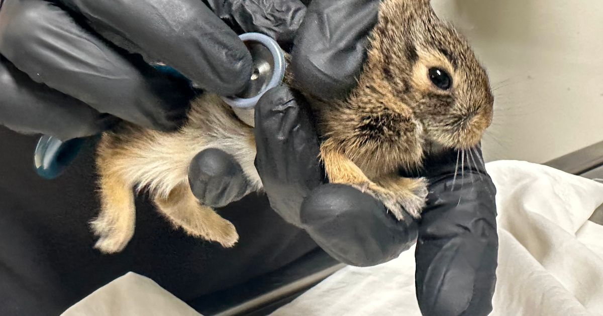 Did you find an animal nesting near your house? Here’s what to do