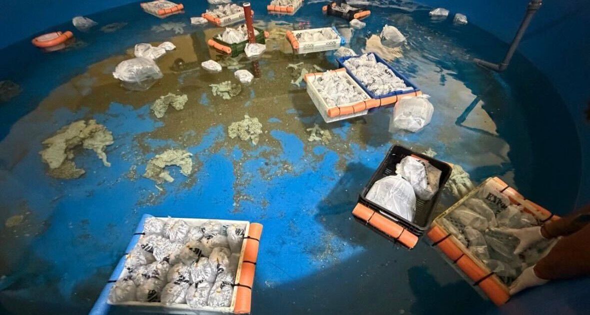 Argentina seizes 700 trafficked marine animals shipped from Kenya