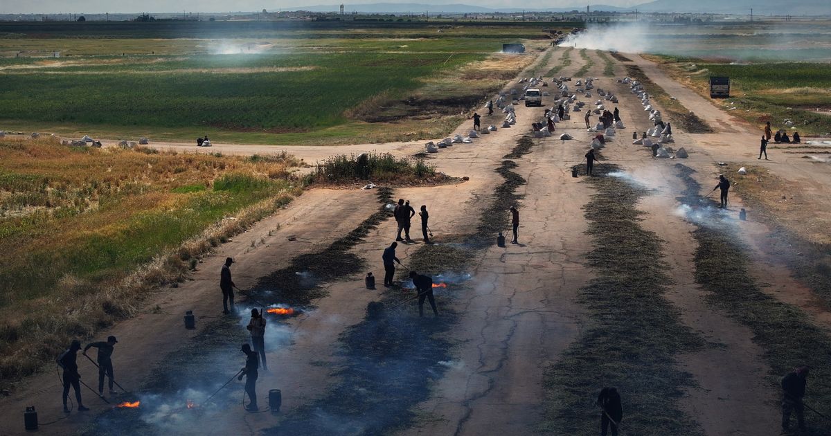 Photos of the freekeh harvest, Syria’s roasted green wheat grain
