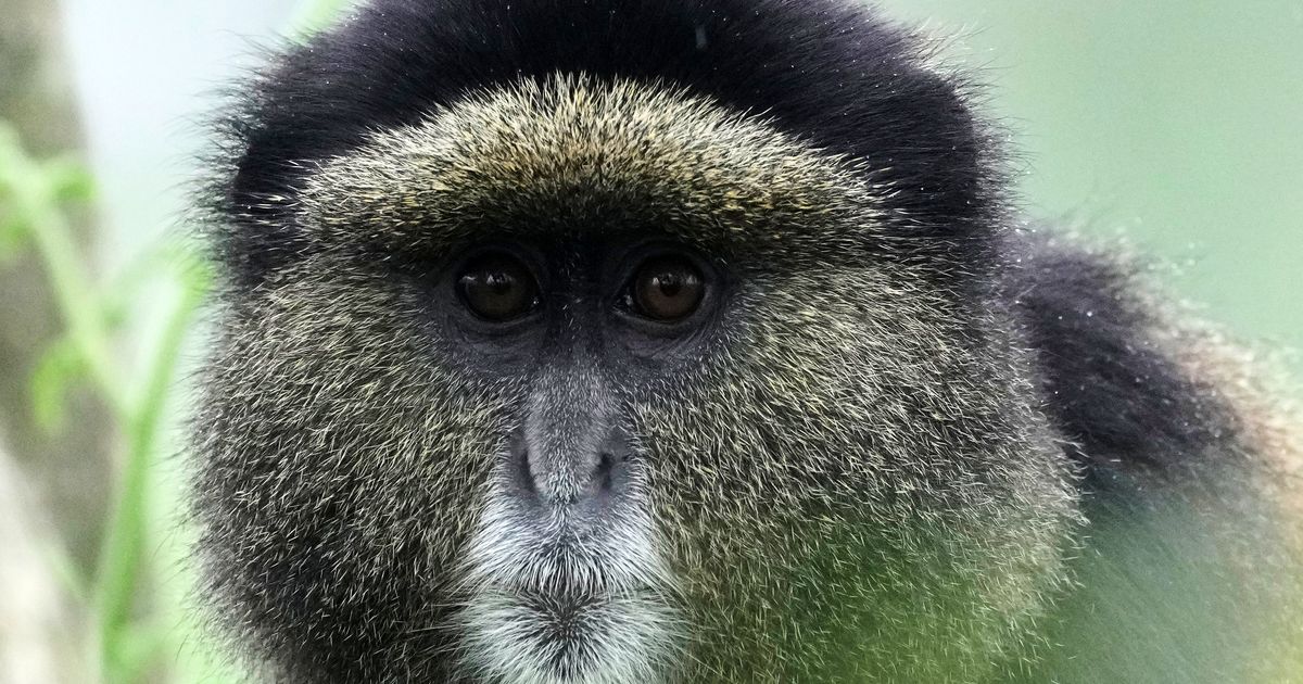 How collecting DNA samples in the wild could transform conservation