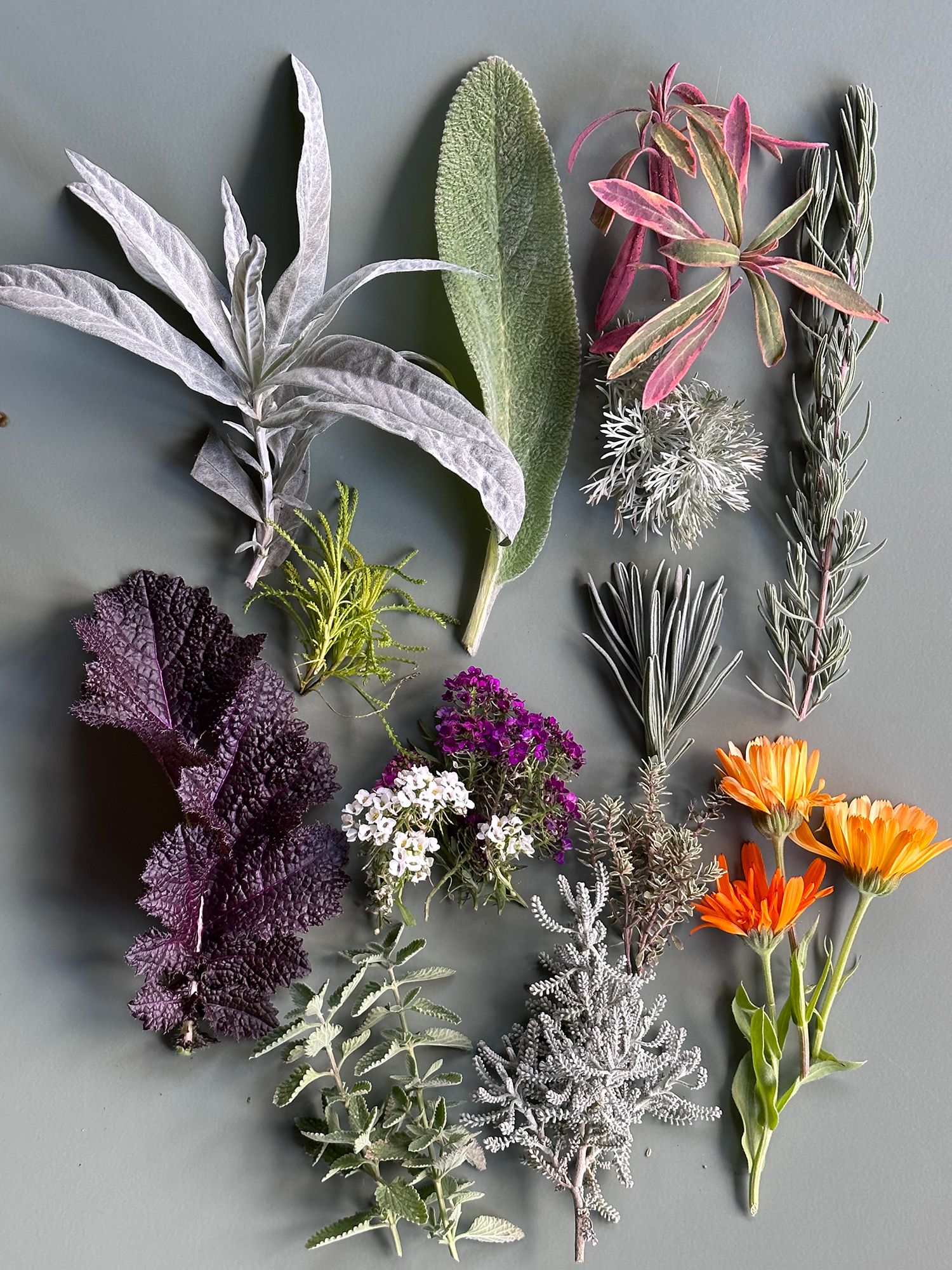 Add intense color to your garden by beginning with a plan | The Seattle ...