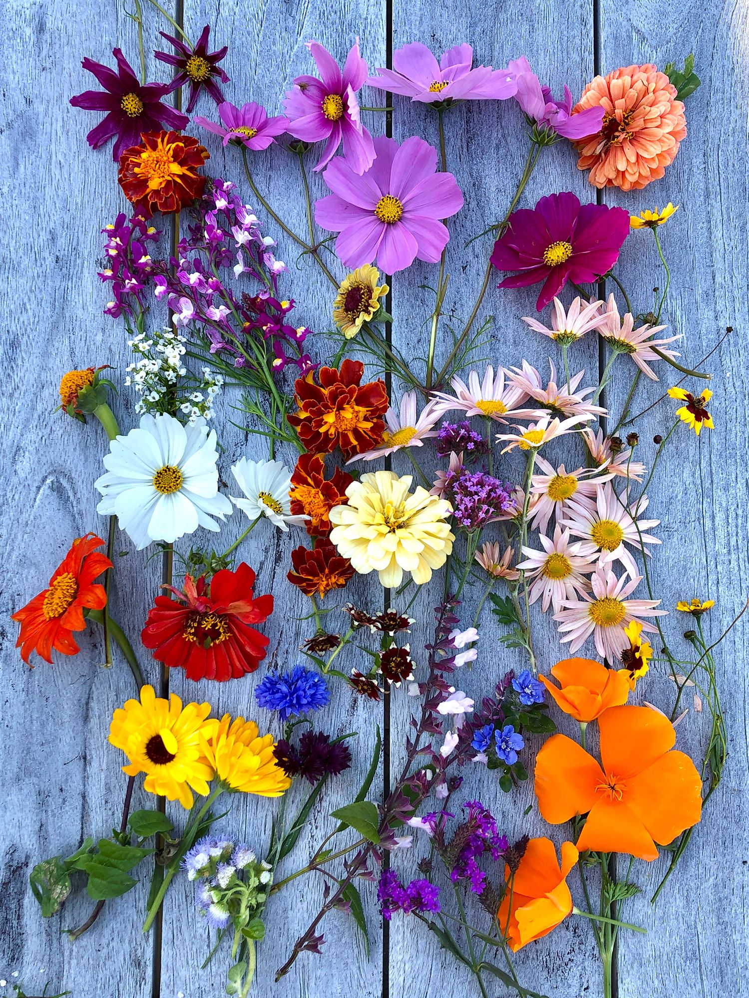 Add intense color to your garden by beginning with a plan | The Seattle ...