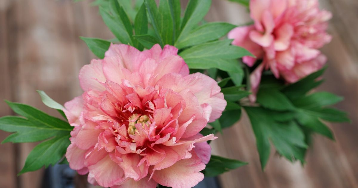How to grow lavish, colorful Itoh peonies