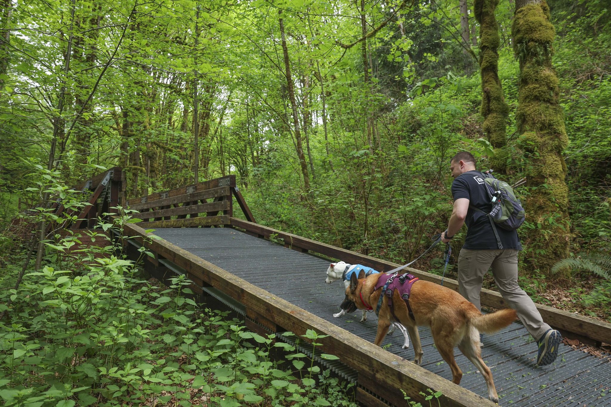 Dogs on leash are allowed on the nearly 6-mile roundtrip Coal Creek Trail in Bellevue. (Ivy Ceballo / The Seattle Times)
