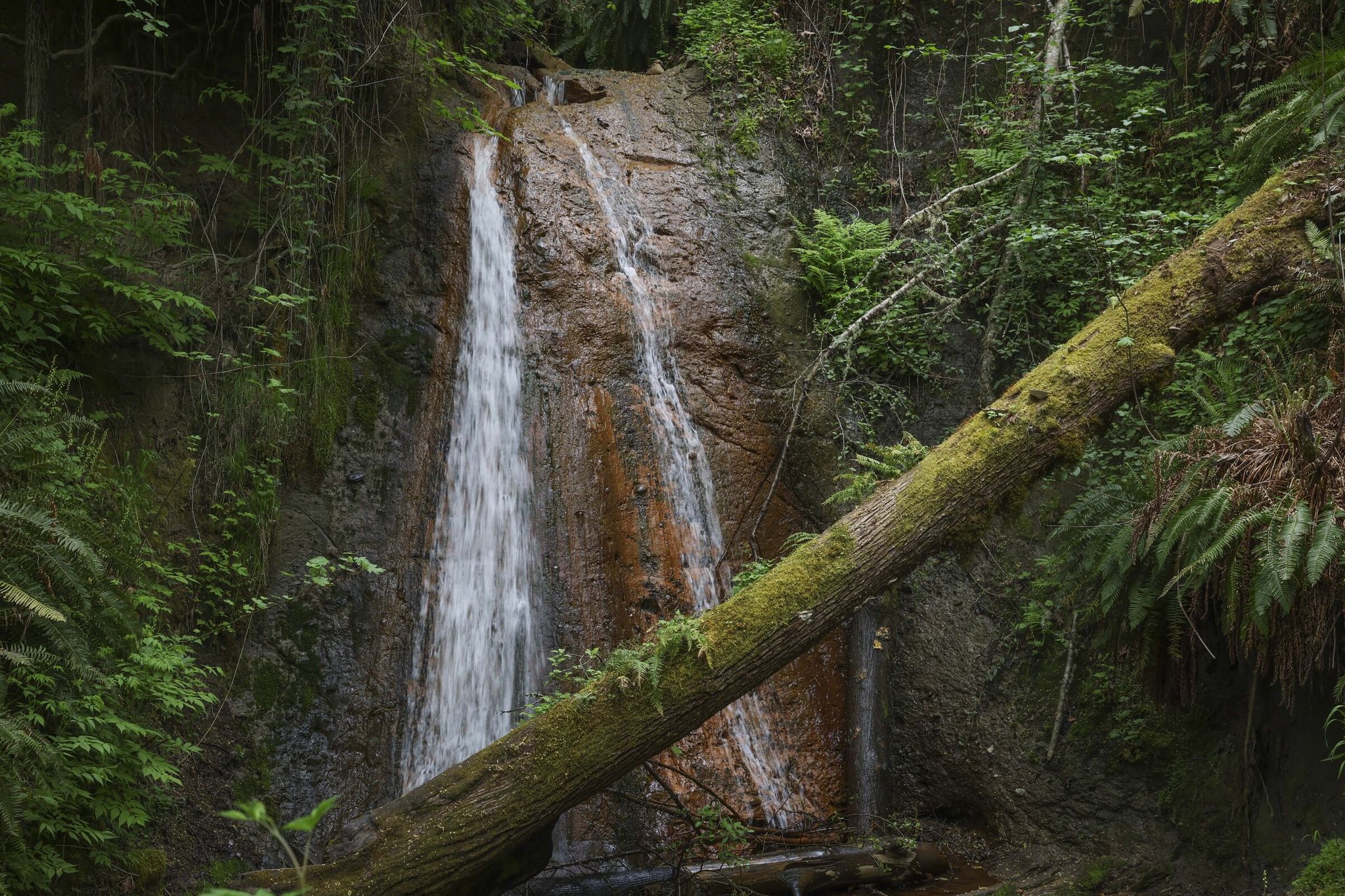 The Coal Creek natural area includes dense forests and waterfalls. (Ivy Sebayo / The Seattle Times)