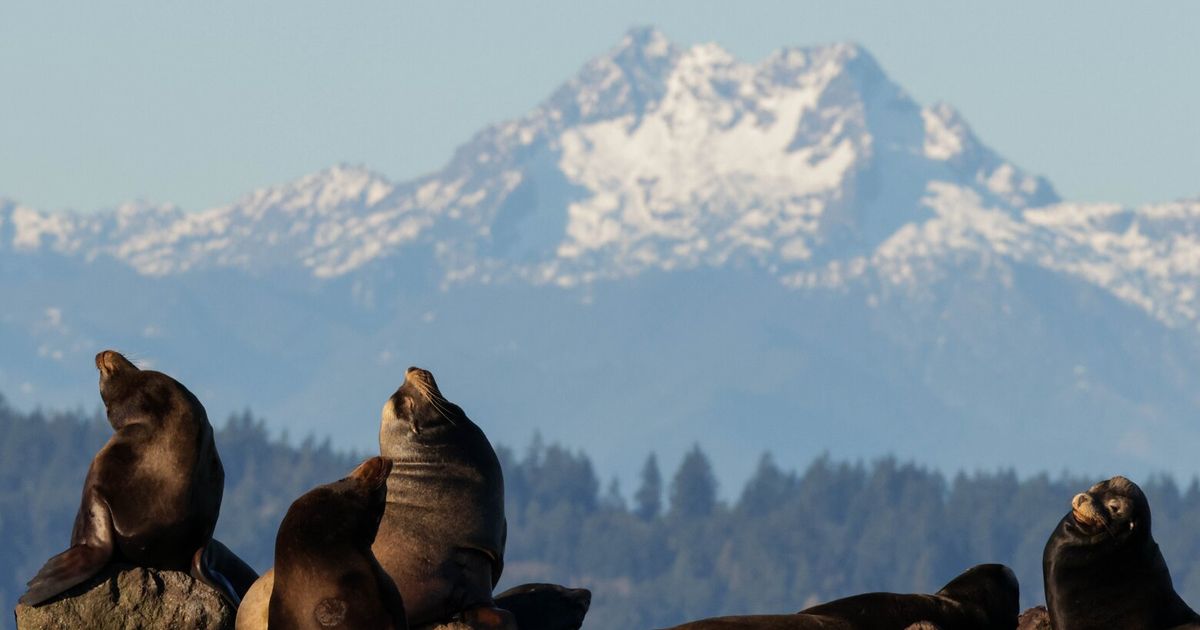 Sea lions share a majestic vista