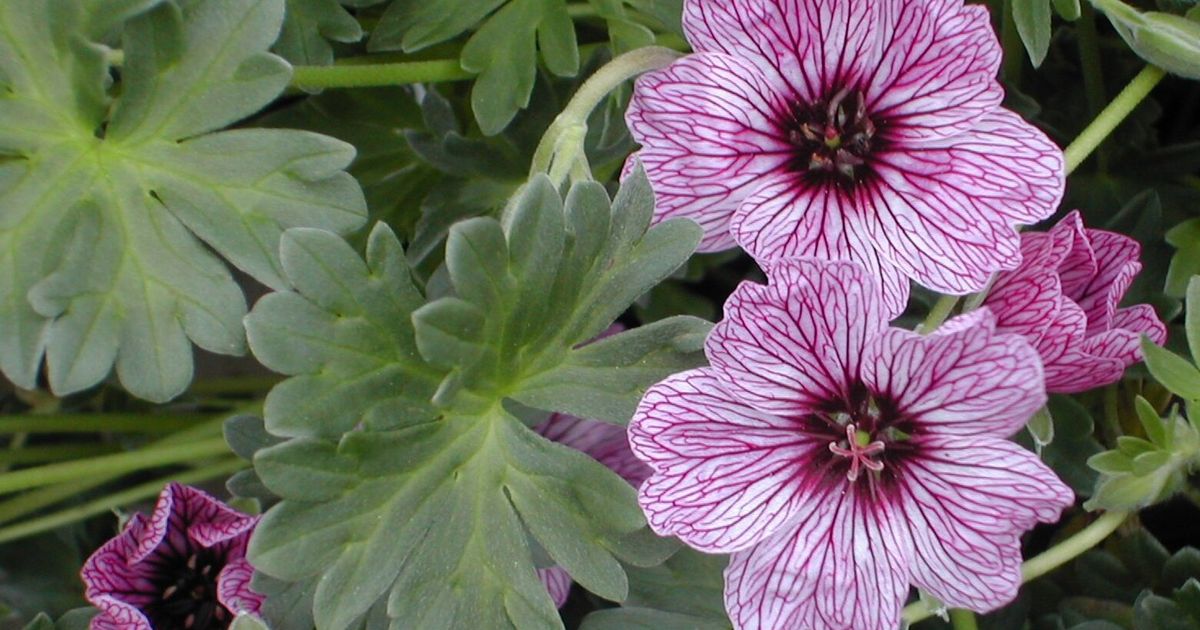 Why hardy geraniums delight gardeners and pollinators