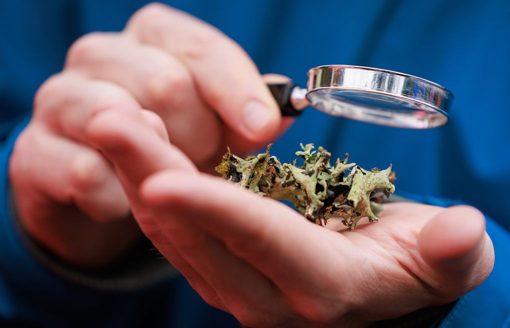 A lichen walk participant examines a ruffle lichen (Parmotrema) at Washington Park Arboretum.  (Erika Schultz / The Seattle Times)
