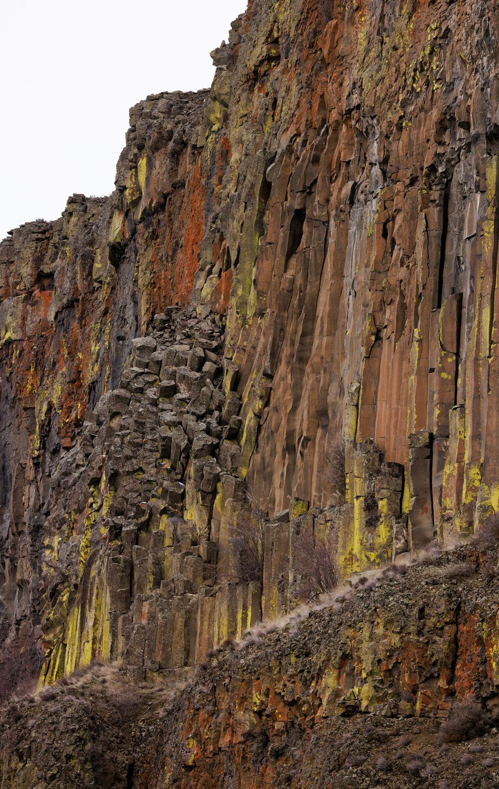 Crustose lichens in light gray and orange grow on basalt cliffs in Eastern Washington. (Erika Schultz / The Seattle Times)