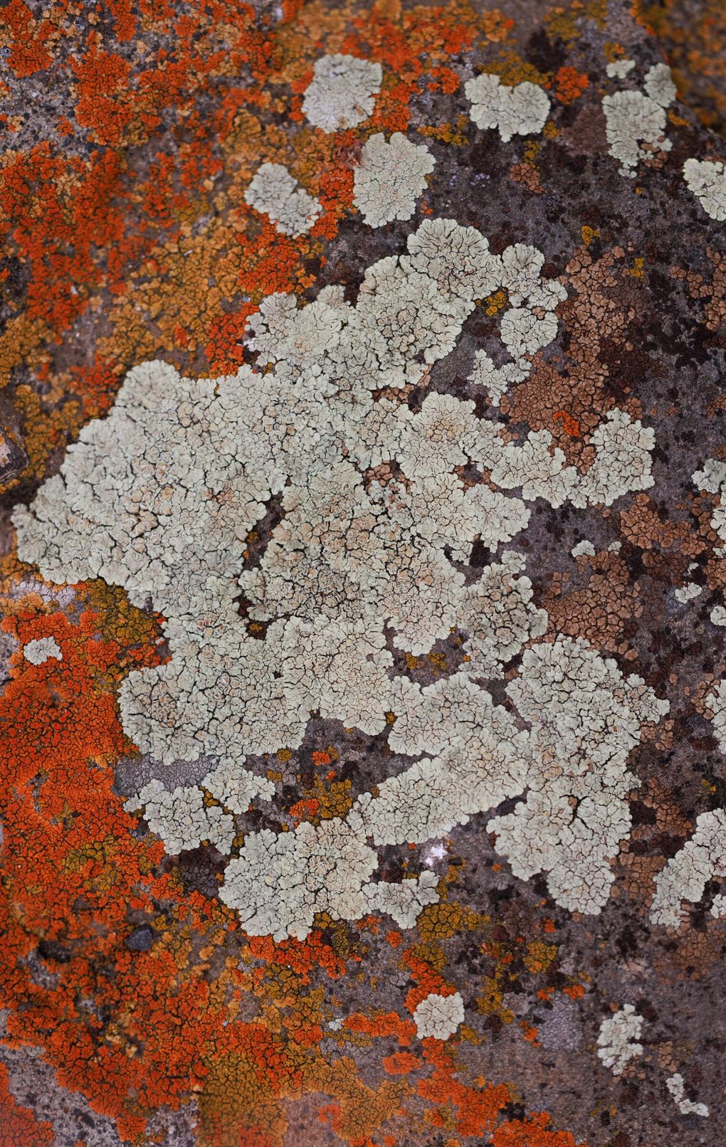 Crustose lichens in light gray and orange grow near Sun Lakes-Dry Falls State Park in Washington. , left, and on basalt cliffs in Eastern Washington. (Erika Schultz / The Seattle Times)