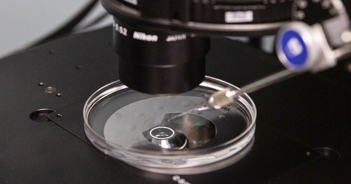 Human embryo genes precisely edited for first time