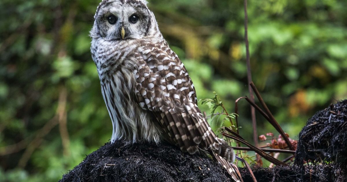 Plan to kill 450,000 barred owls on West Coast apparently underway