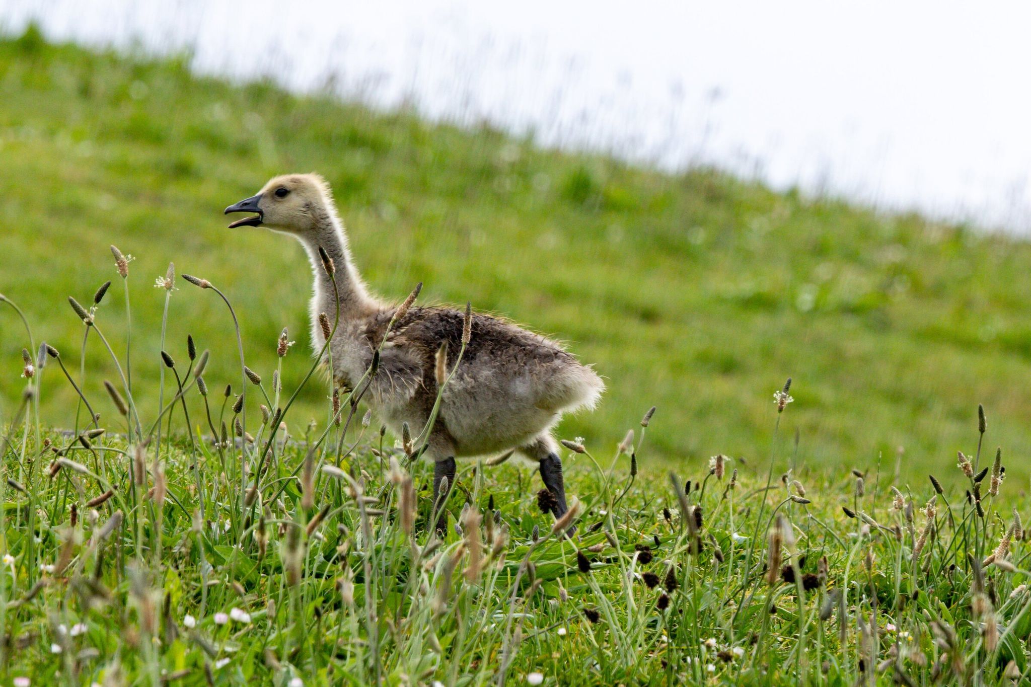 A young Canada goose searches for its flock in Gasworks Park this month in Seattle. After record heat on Sunday, forecasters say Monday could be even hotter as the city hosts its first World Cup match of 2026. (Jennifer Buchanan / The Seattle Times)