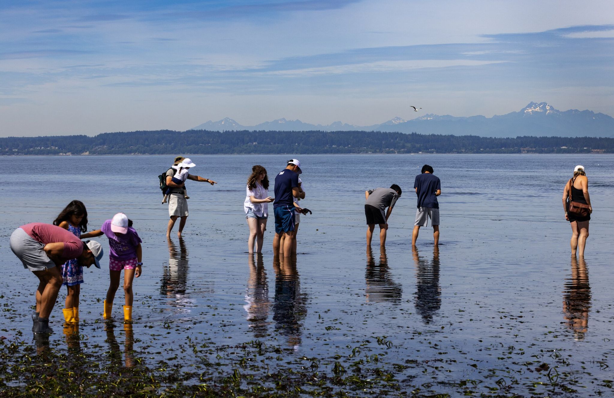 People admire the creatures and plants exposed by the extremely low tide on Monday. (Ken Lambert / The Seattle Times)