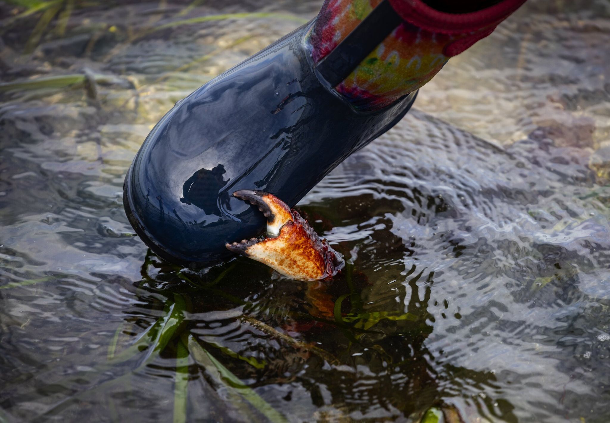 A child gets a little too close to a red rock crab, who warns him with a claw. (Ken Lambert / The Seattle Times)