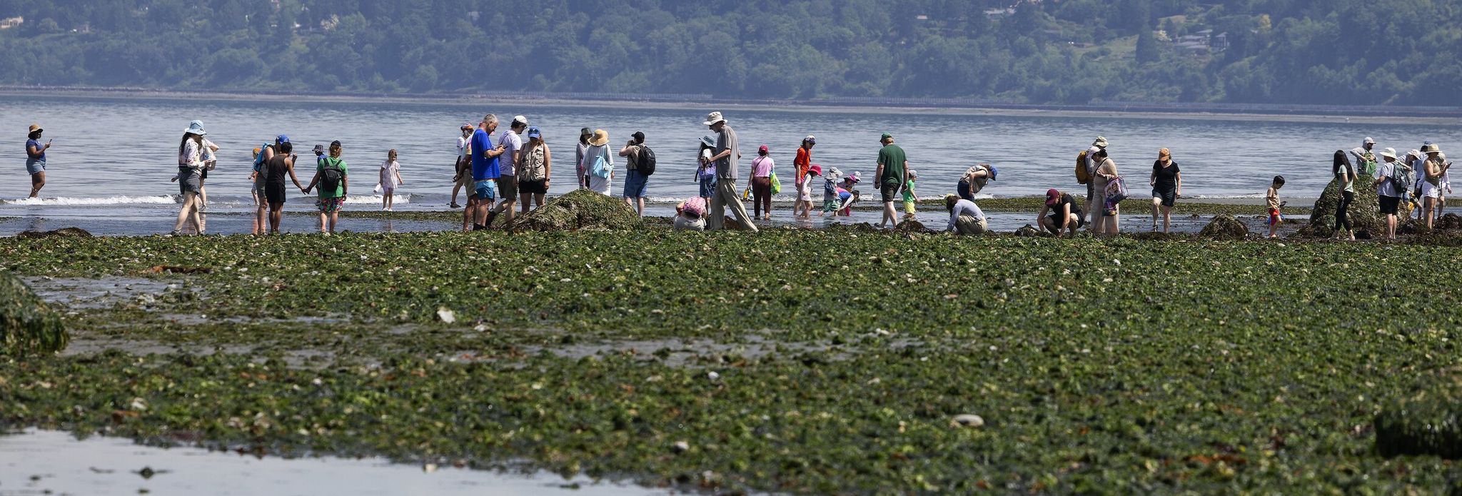 Golden Gardens in Seattle — where the sea of humanity meets the sea at low tide. (Ken Lambert / The Seattle Times)