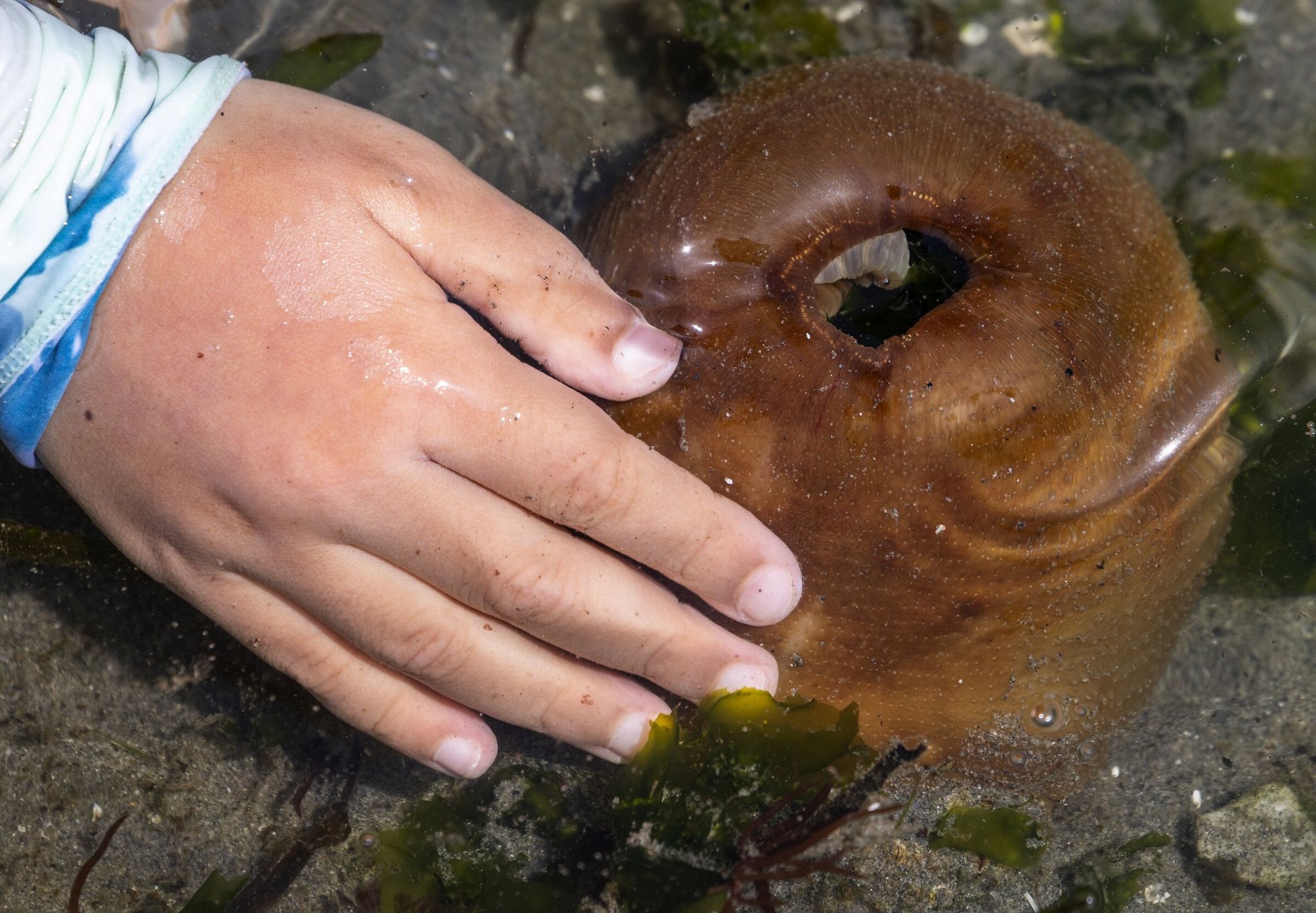 Four‑year‑old Estelle gets close to a sea anemone. (Ken Lambert / The Seattle Times)