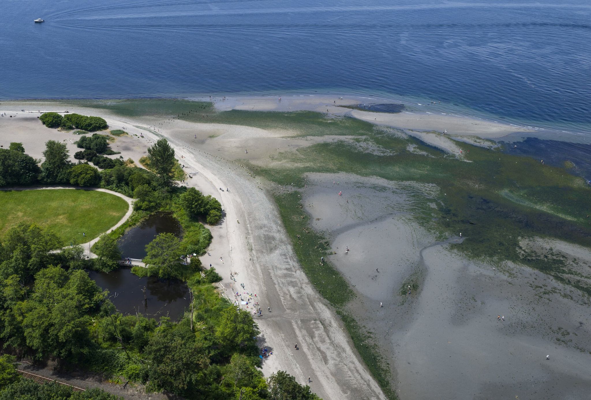 The low tide at Golden Gardens along its north beach, photographed from the air on Monday. (Ken Lambert / The Seattle Times)