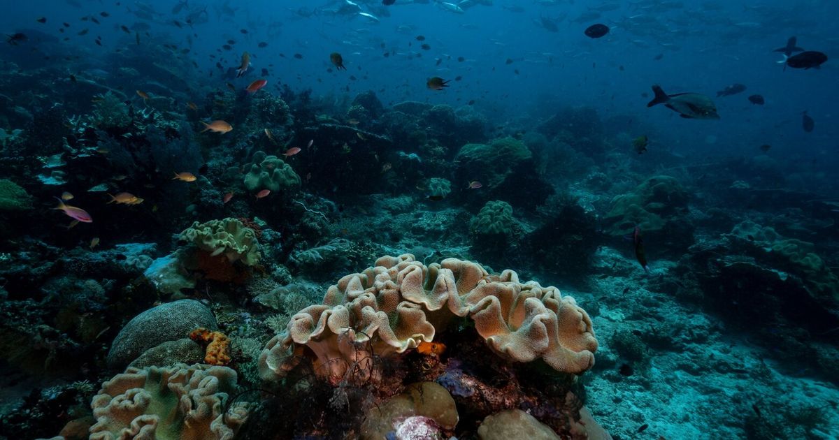 There’s a bit of good news for coral reefs