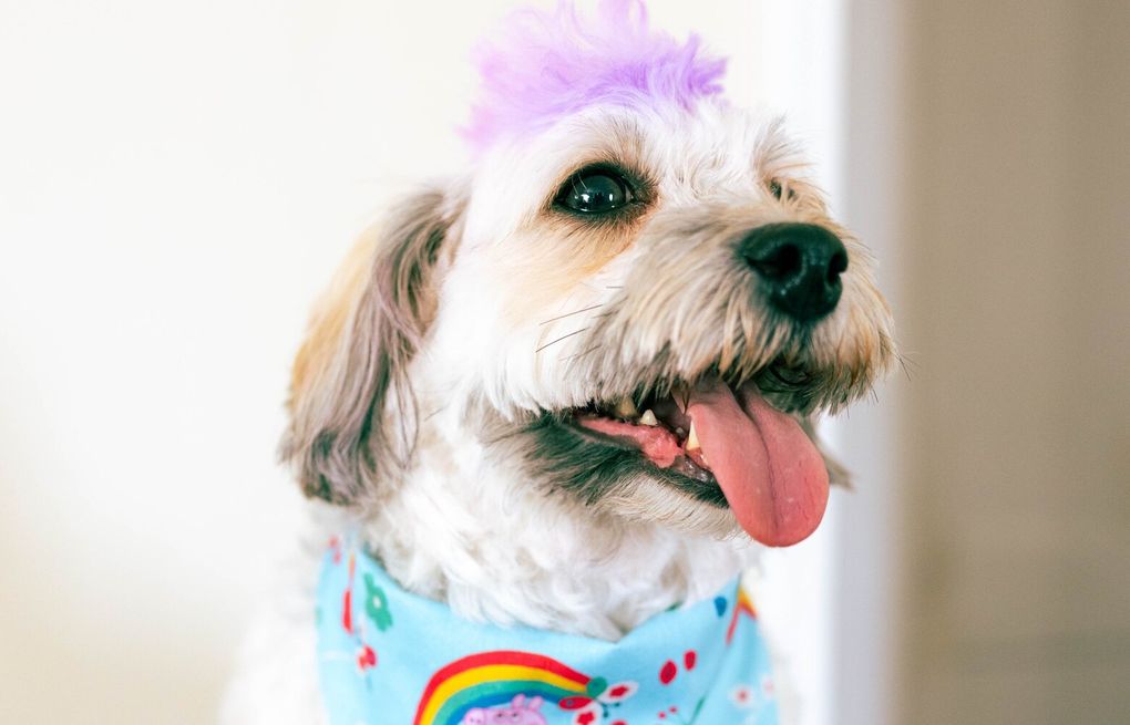 3 shelter dogs won a makeover contest after dramatic transformations