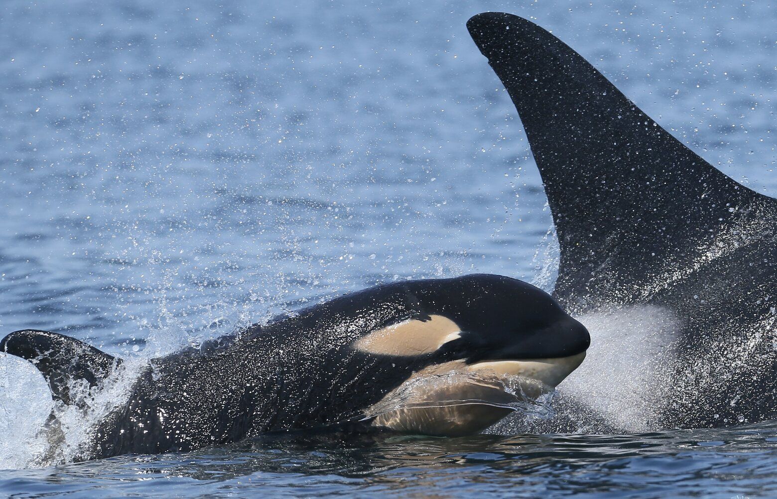 New southern resident orca calf spotted as another vanishes | The