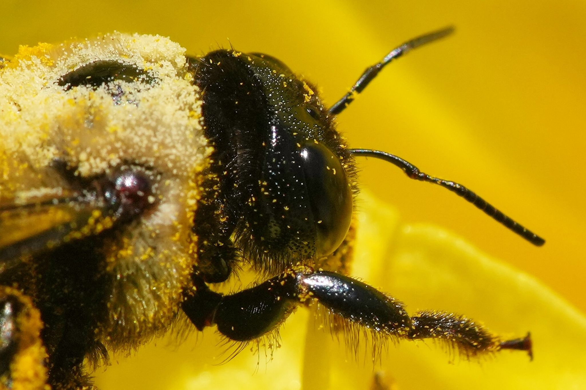 A bee gathers nectar from a daylily in Glenside, Pa., Tuesday, June 16, 2026. (Matt Rourke / AP Photo/Matt Rourke)