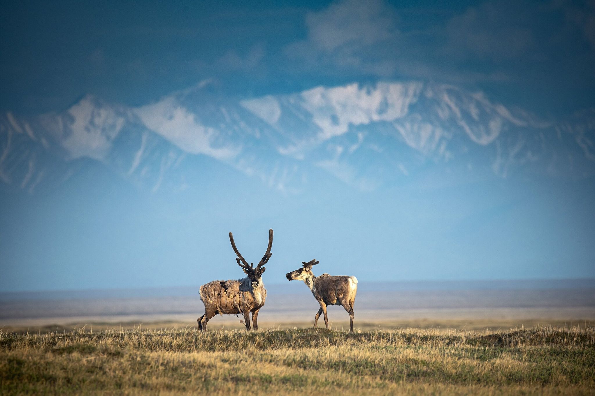 A male, left, and female caribou from the Porcupine herd stand in the tundra of the Arctic National Wildlife Refuge in Alaska. (Christopher Miller / The New York Times, 2019).