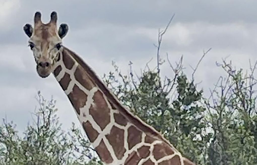 Gracie the giraffe is found ‘fat and happy' 2 weeks after escaping ranch