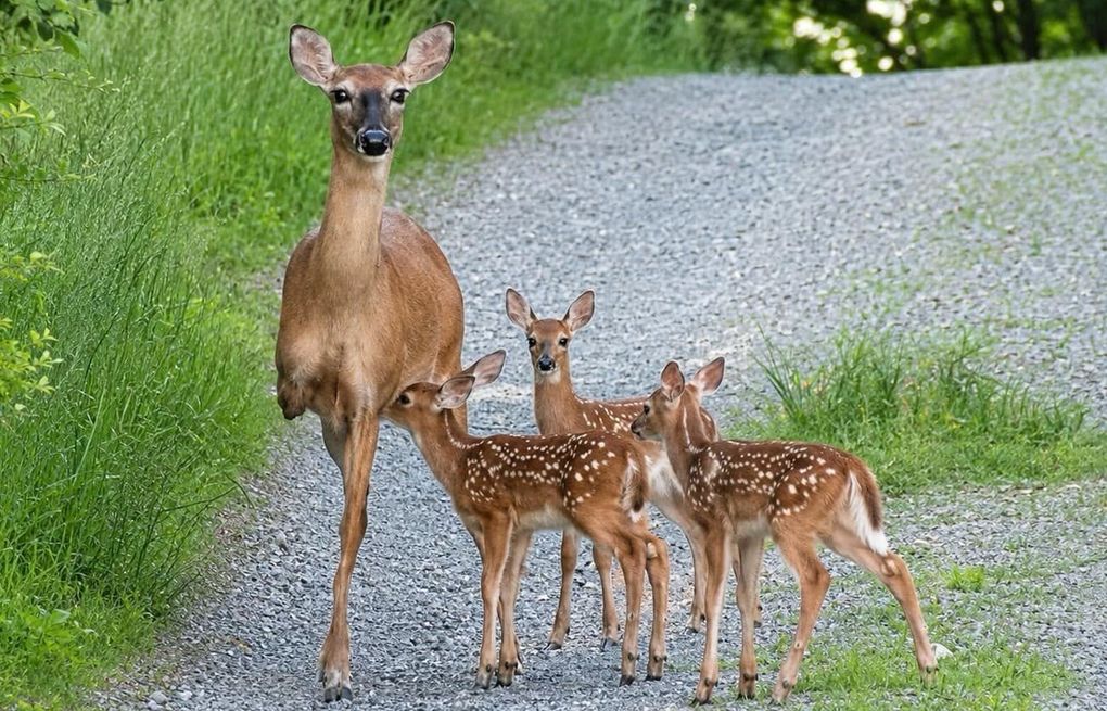 A three-legged deer adopted babies, and people can't stop sharing the photo