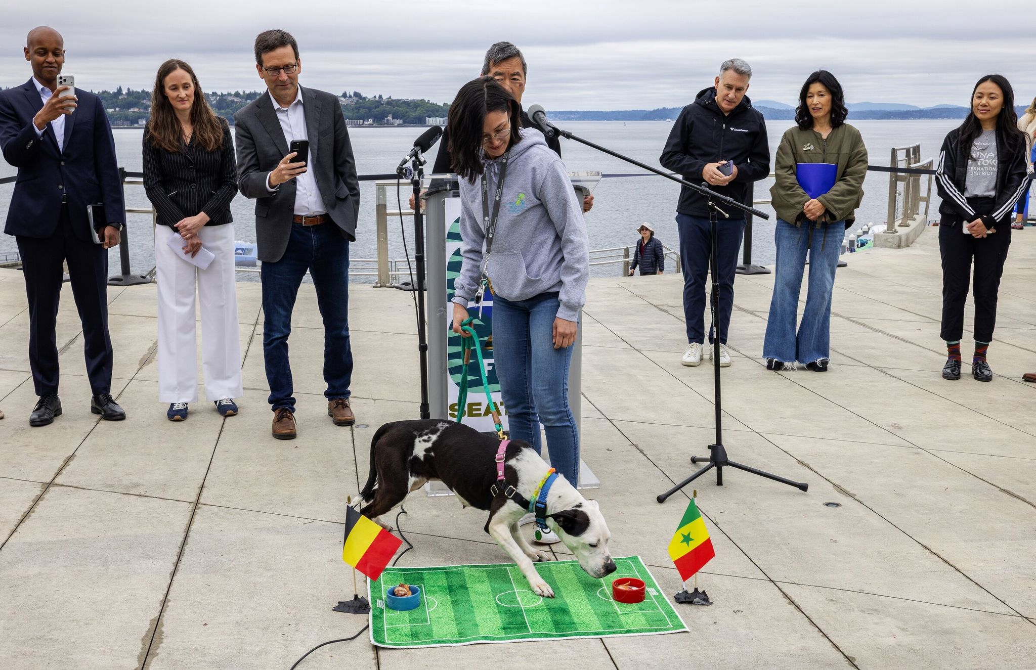 Nibbling some bacon in the bowl to the right, Molly, a 7-year-old foster available for adoption from the Seattle Animal Shelter “predicts” Senegal will beat Belgium, Monday, June 29, 2026, at Overlook Walk in Seattle, during the city’s next FIFA World Cup match July 1. (Ken Lambert / The Seattle Times)