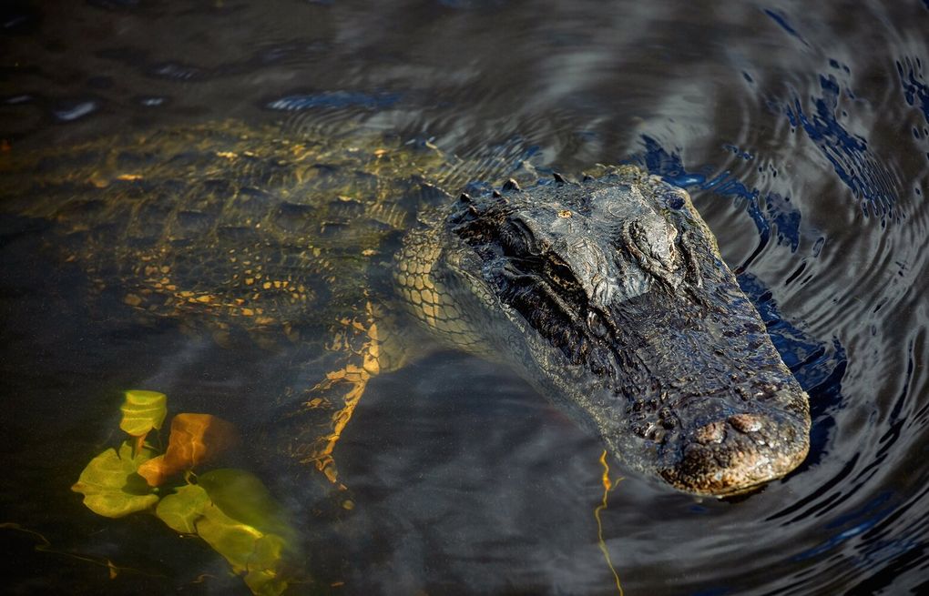 Woman wading in Florida river dies after being bitten by alligator