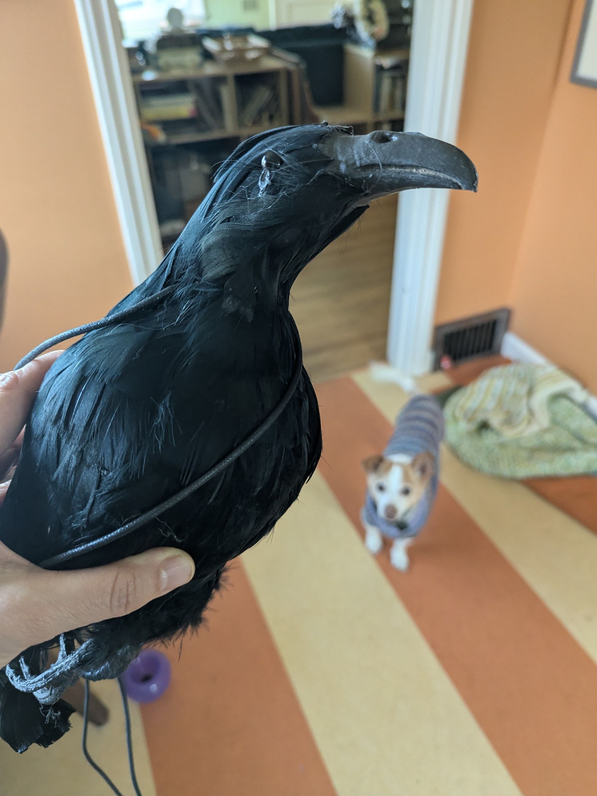 If your roof is damaged, it might be crows. Here's how to scare