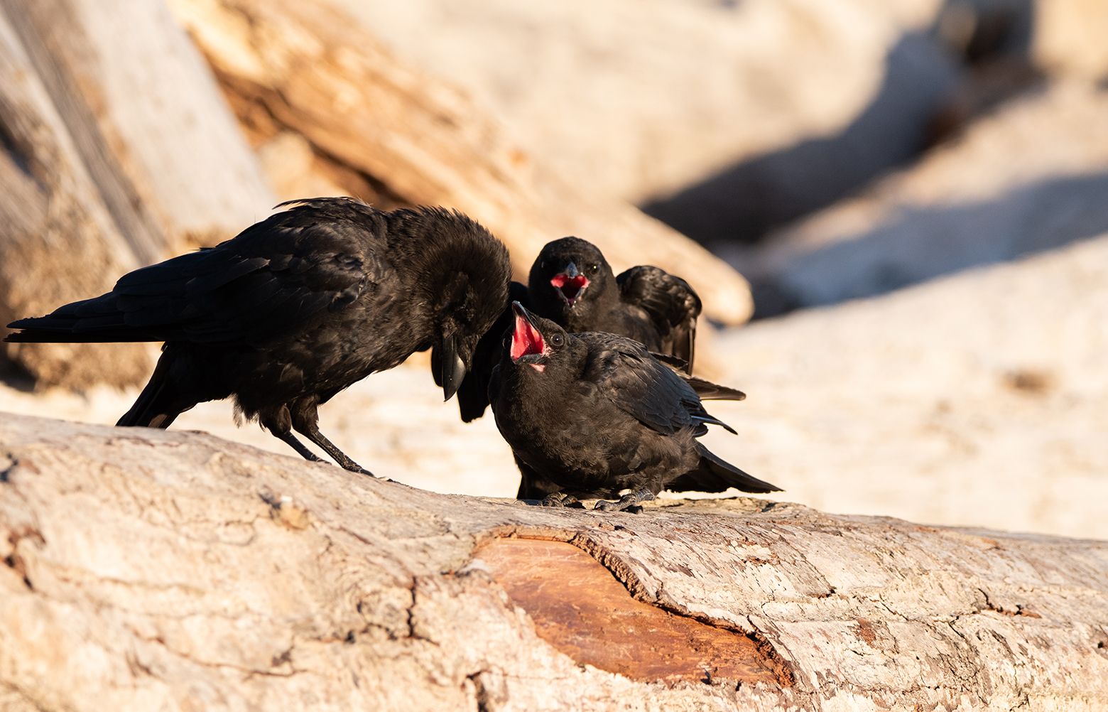 If your roof is damaged, it might be crows. Here's how to scare