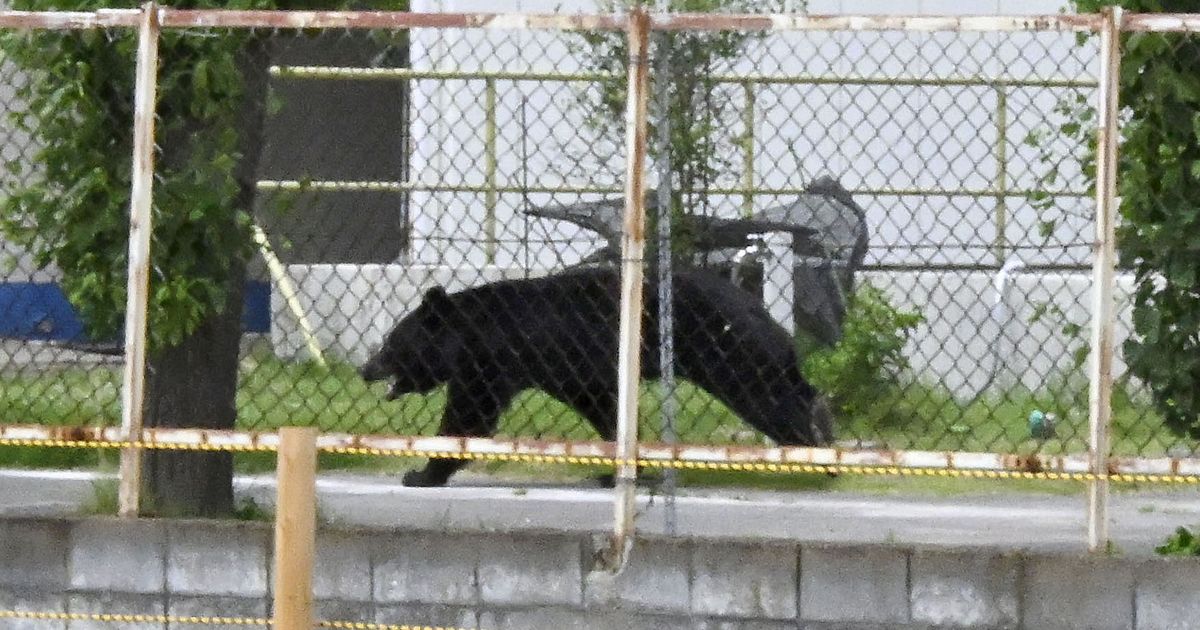 A bear injures 4 people in a residential area of Japan as the annual number of attacks rises
