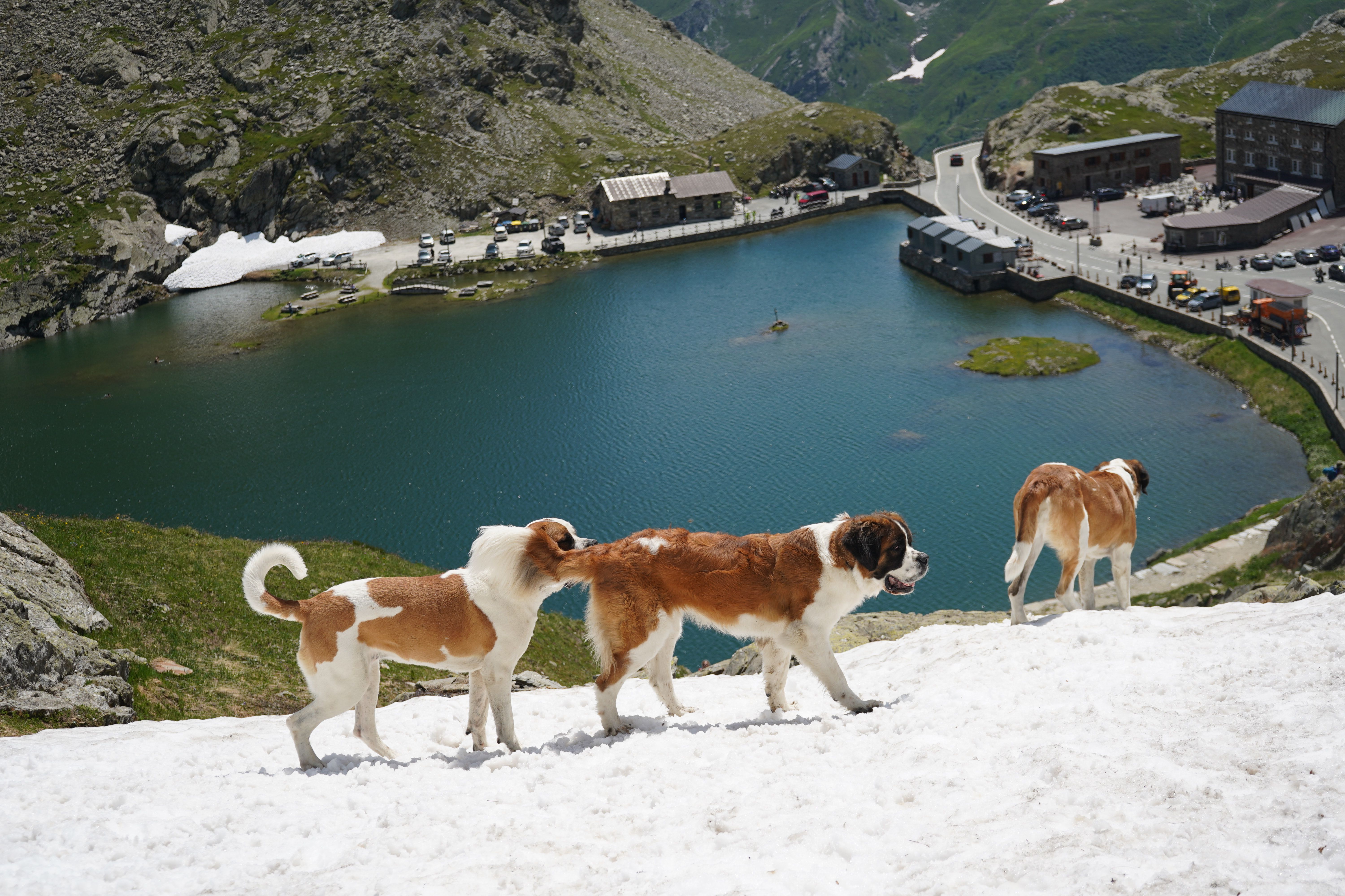 St. Bernard dogs still roam the Swiss Alps as part of this 'living