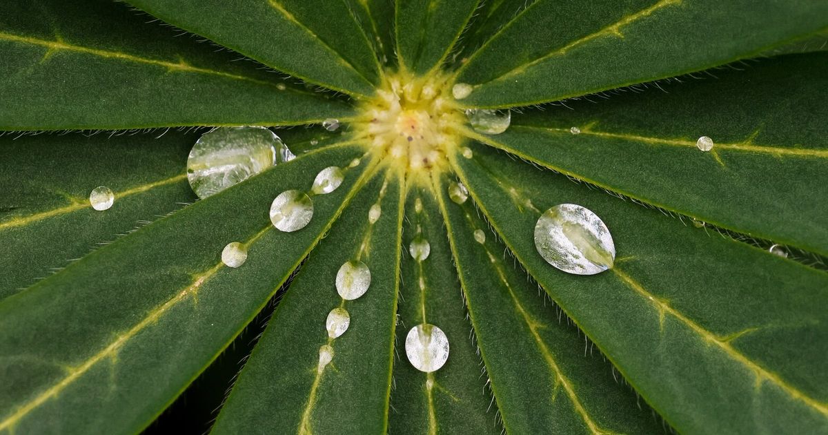 Morning dew offers a restorative kiss