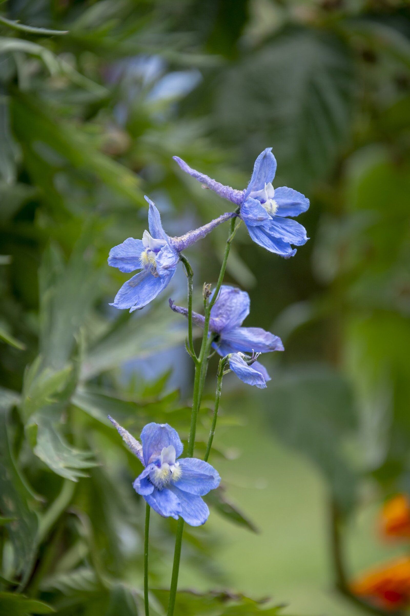 Add blues and purples to your garden with these beautiful plants