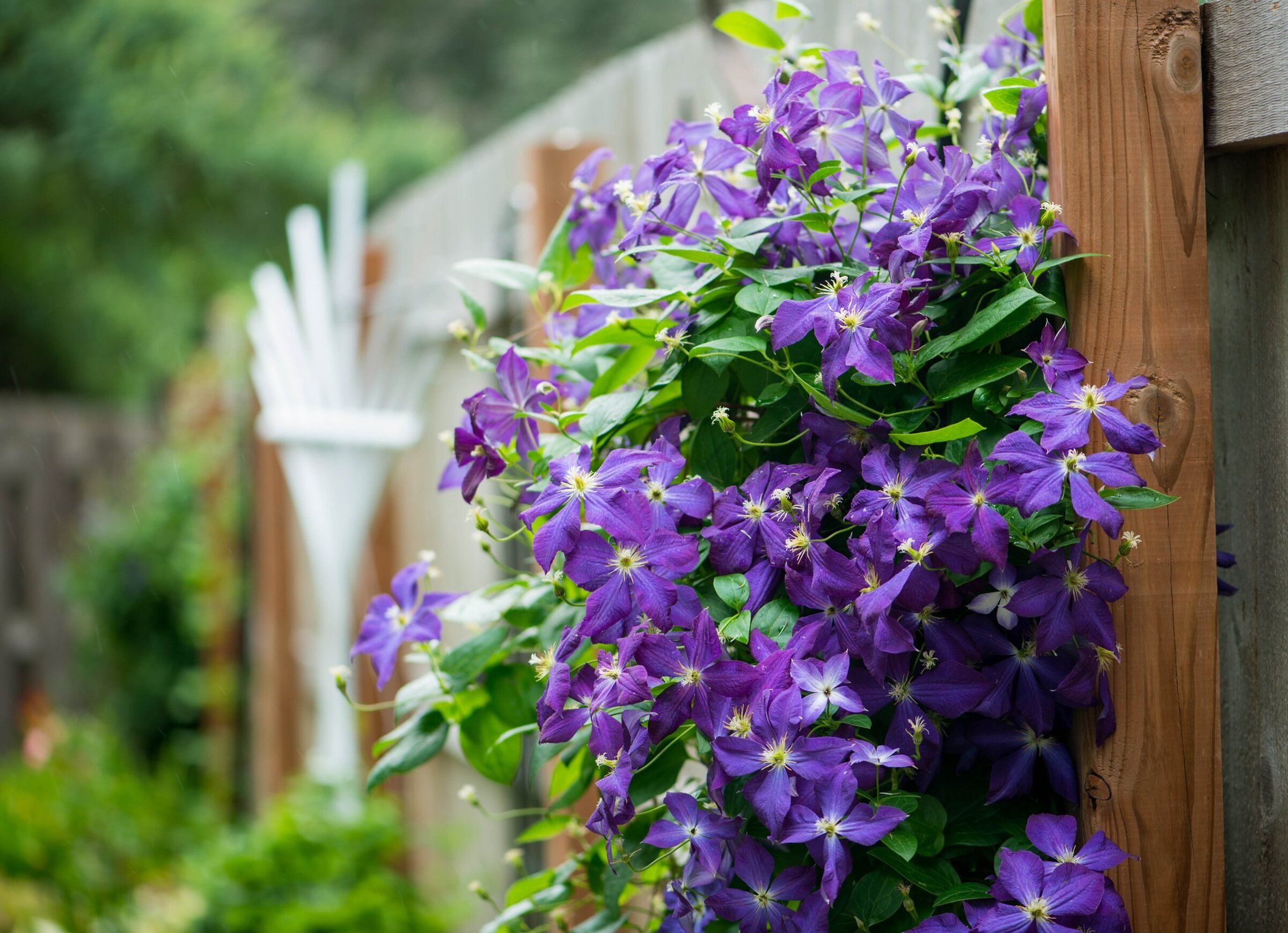 Add blues and purples to your garden with these beautiful plants
